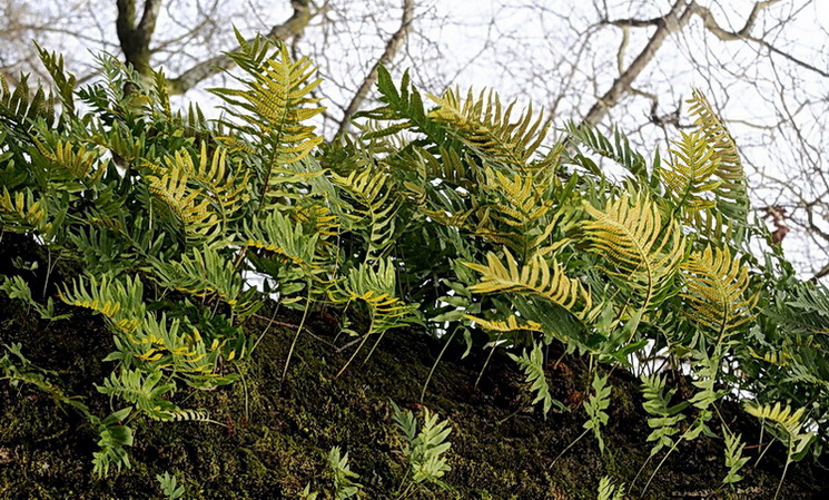 Morchelle di San Rossore (Morchella conica s.l.)